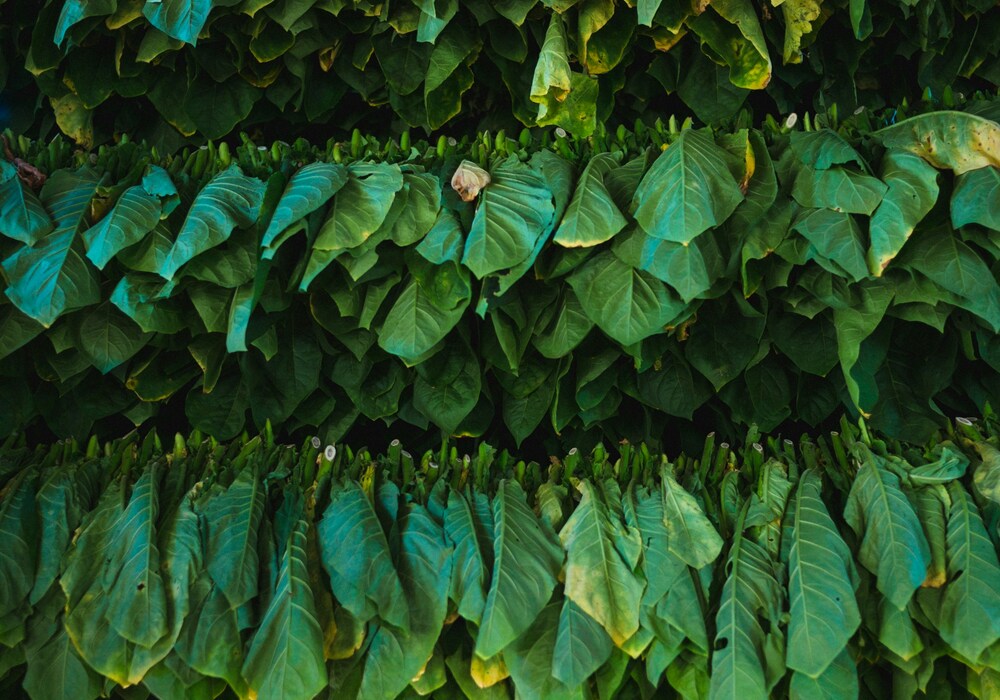 Understanding Tobacco Leaves -  From Harvest to History, Uses, Types, and High-Quality Cigar Brands